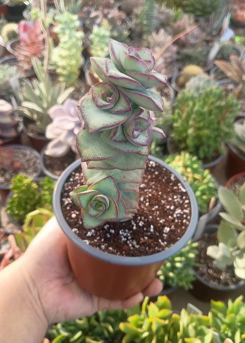 Crassula perforata giant