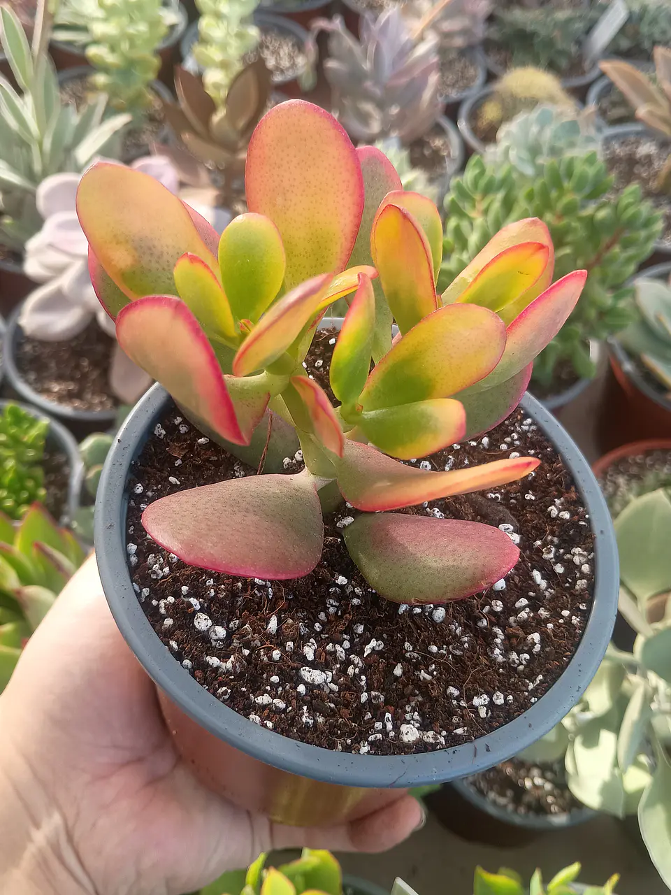 Crassula Ovata Hummel sunset 1