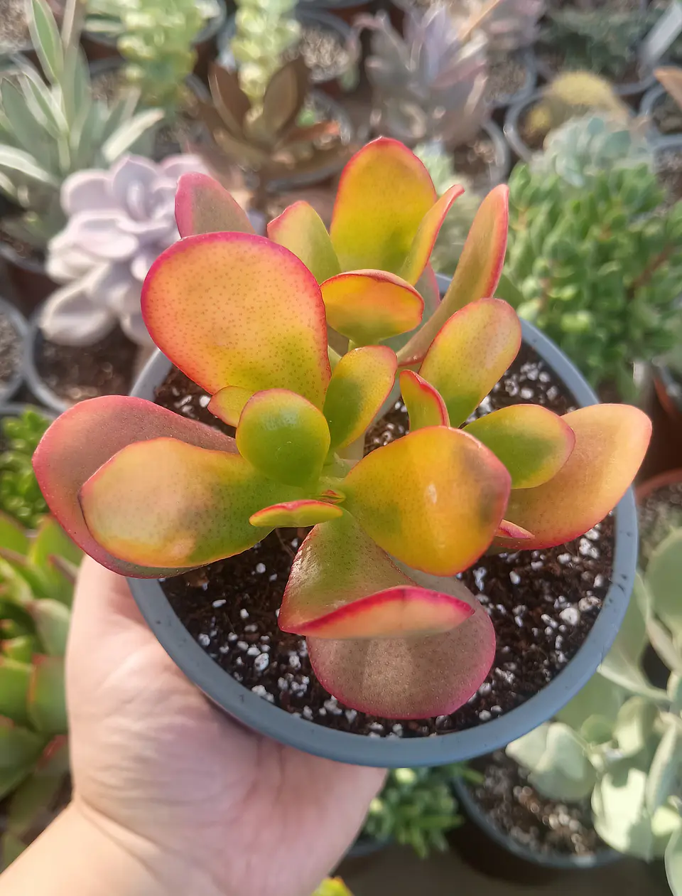 Crassula Ovata Hummel sunset 2