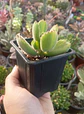 Cotyledon tomentosa Lemon stripes (Garrita de oso)  - Miniatura 1