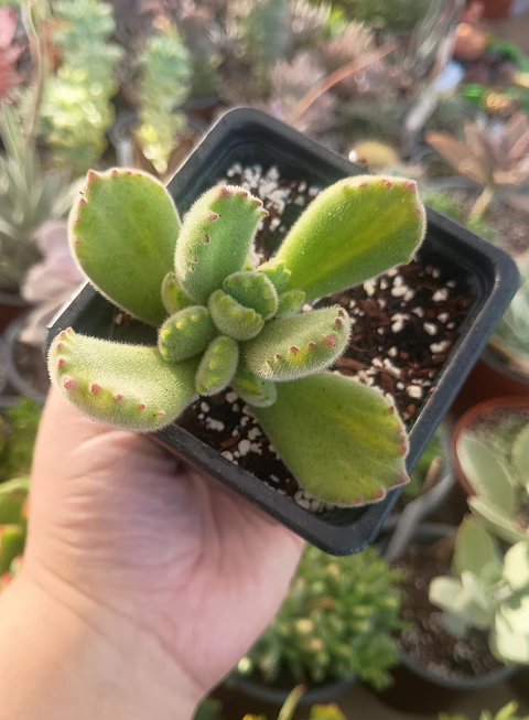 Cotyledon tomentosa Lemon stripes (Garrita de oso) 