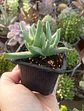 Cheridopsis - Miniatura 1