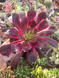 Aeonium Medusa, Planta madre - Miniatura 1