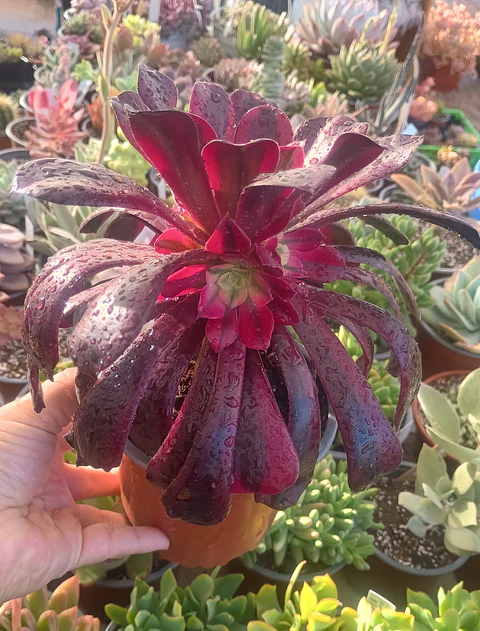 Aeonium Medusa, Planta madre