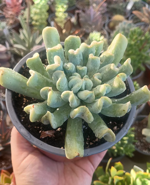 Echeveria Ruyoni topsy turvy XL