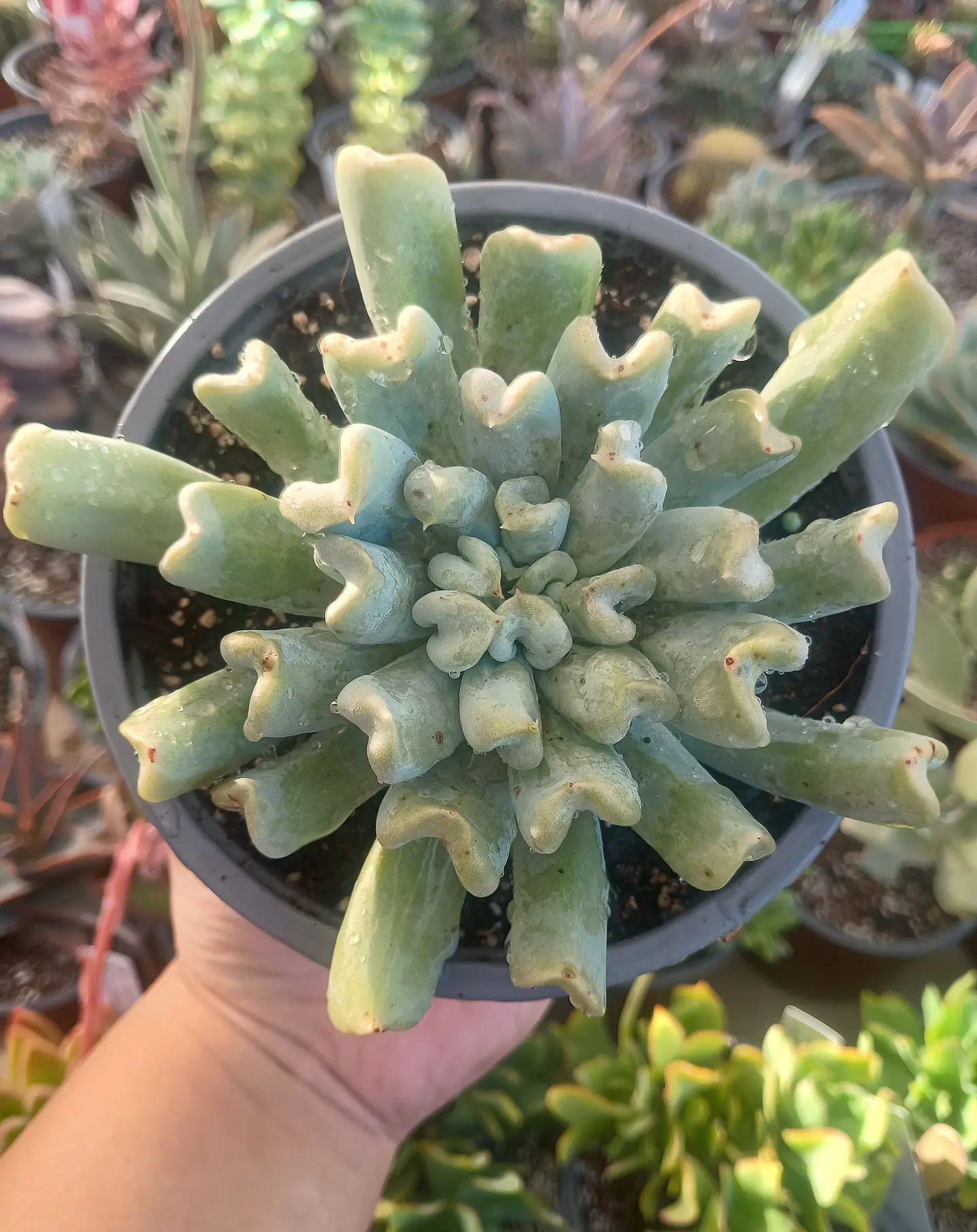 Echeveria Ruyoni topsy turvy XL 2