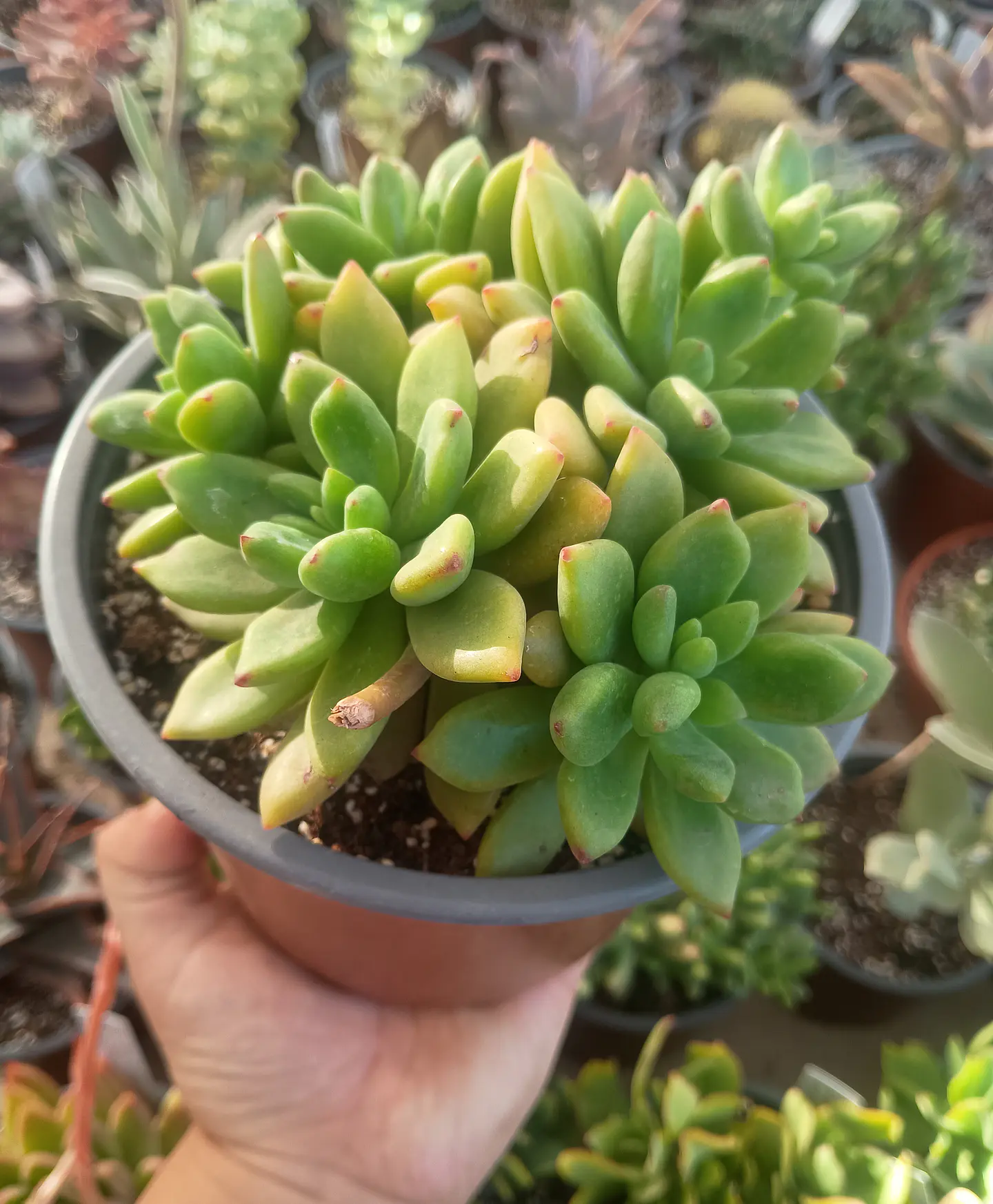 Sedeveria apricot dreams Colonia 1