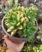 Sedeveria apricot dreams Colonia - Miniatura 1