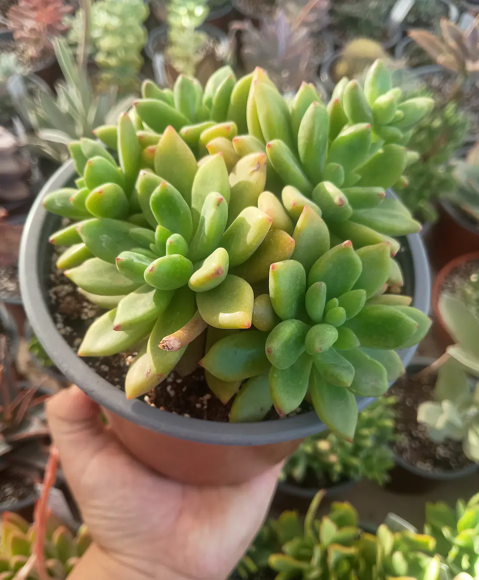 Sedeveria apricot dreams Colonia 1