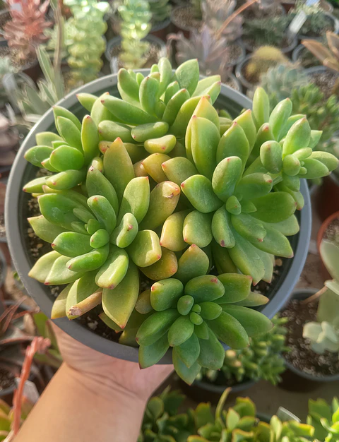 Sedeveria apricot dreams Colonia