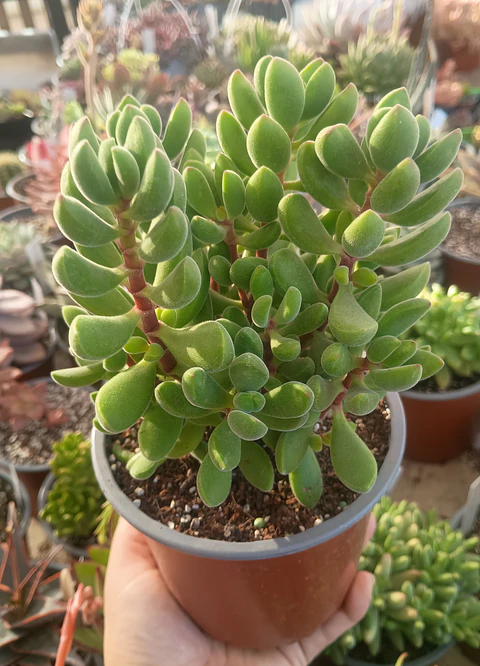Crassula Rogersii XL