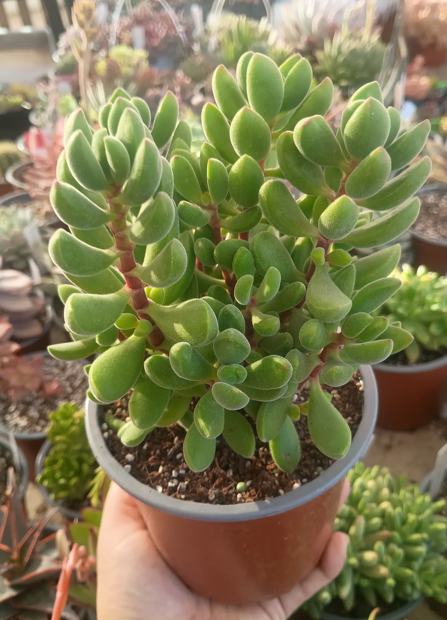 Crassula Rogersii XL 1