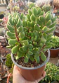 Crassula Rogersii XL - Miniatura 1