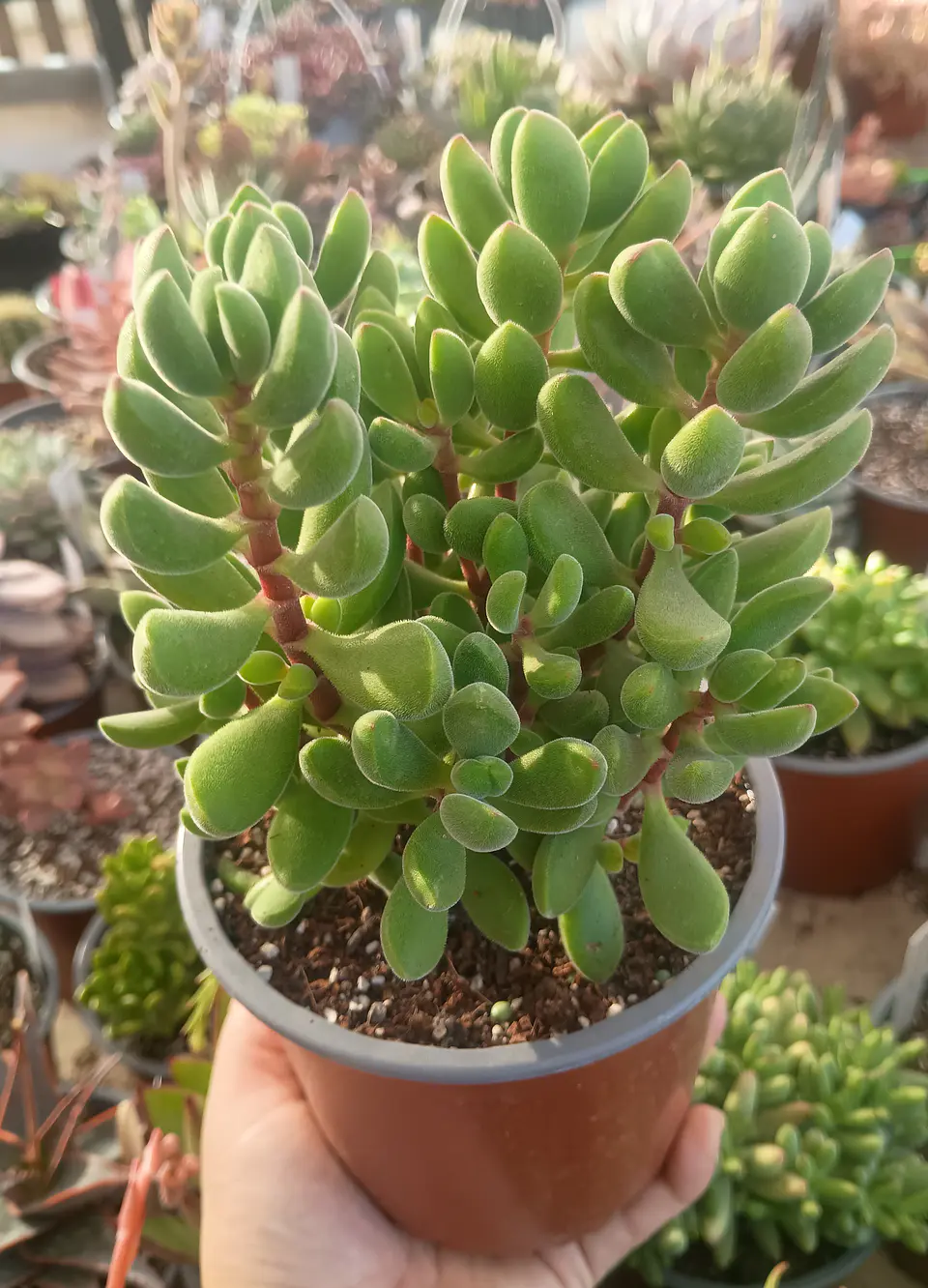 Crassula Rogersii XL 1