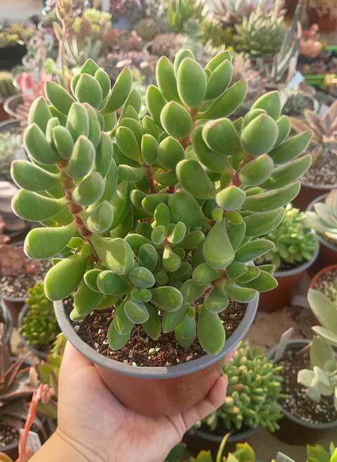Crassula Rogersii XL