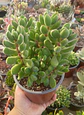 Crassula Rogersii XL - Miniatura 2