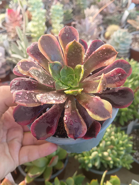 Aeonium Super bang