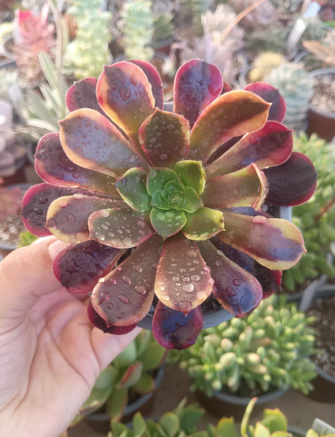 Aeonium Super bang