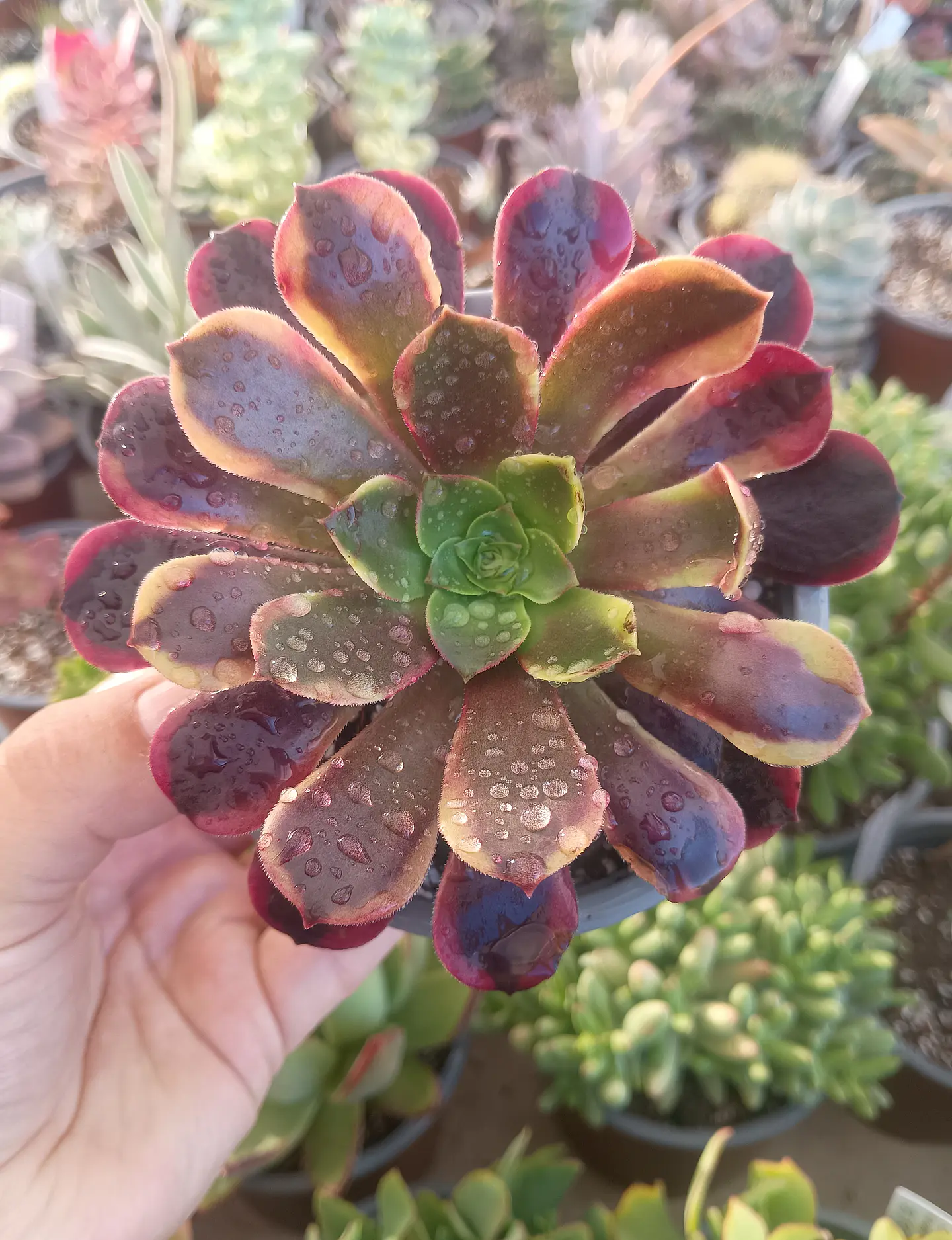 Aeonium Super bang 2