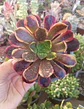Aeonium Super bang - Miniatura 2