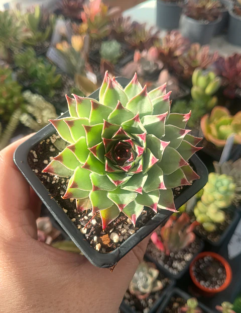 Sempervivum Calcareum (uña de señorita)