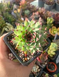 Sempervivum Calcareum (uña de señorita) - Miniatura 1