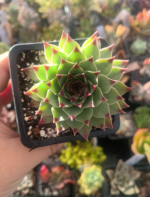 Sempervivum Calcareum (uña de señorita)