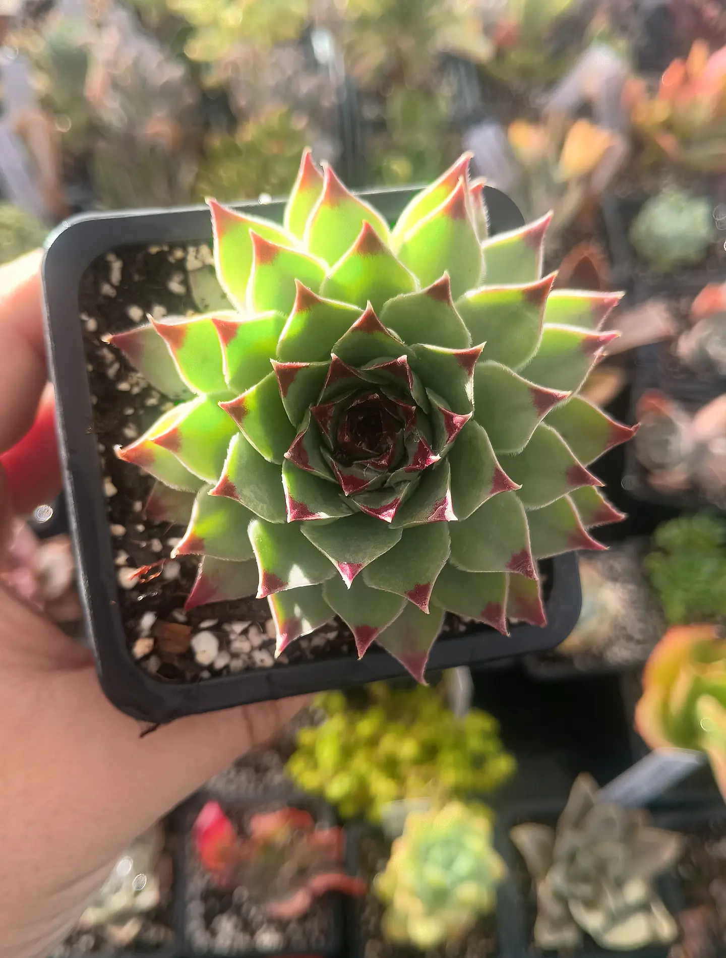 Sempervivum Calcareum (uña de señorita) 2