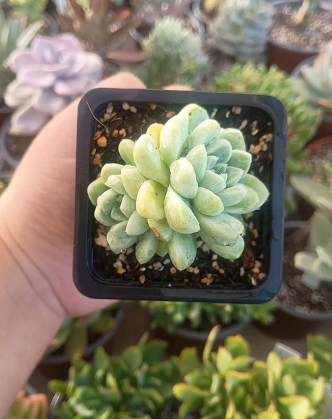 Echeveria Albida doble