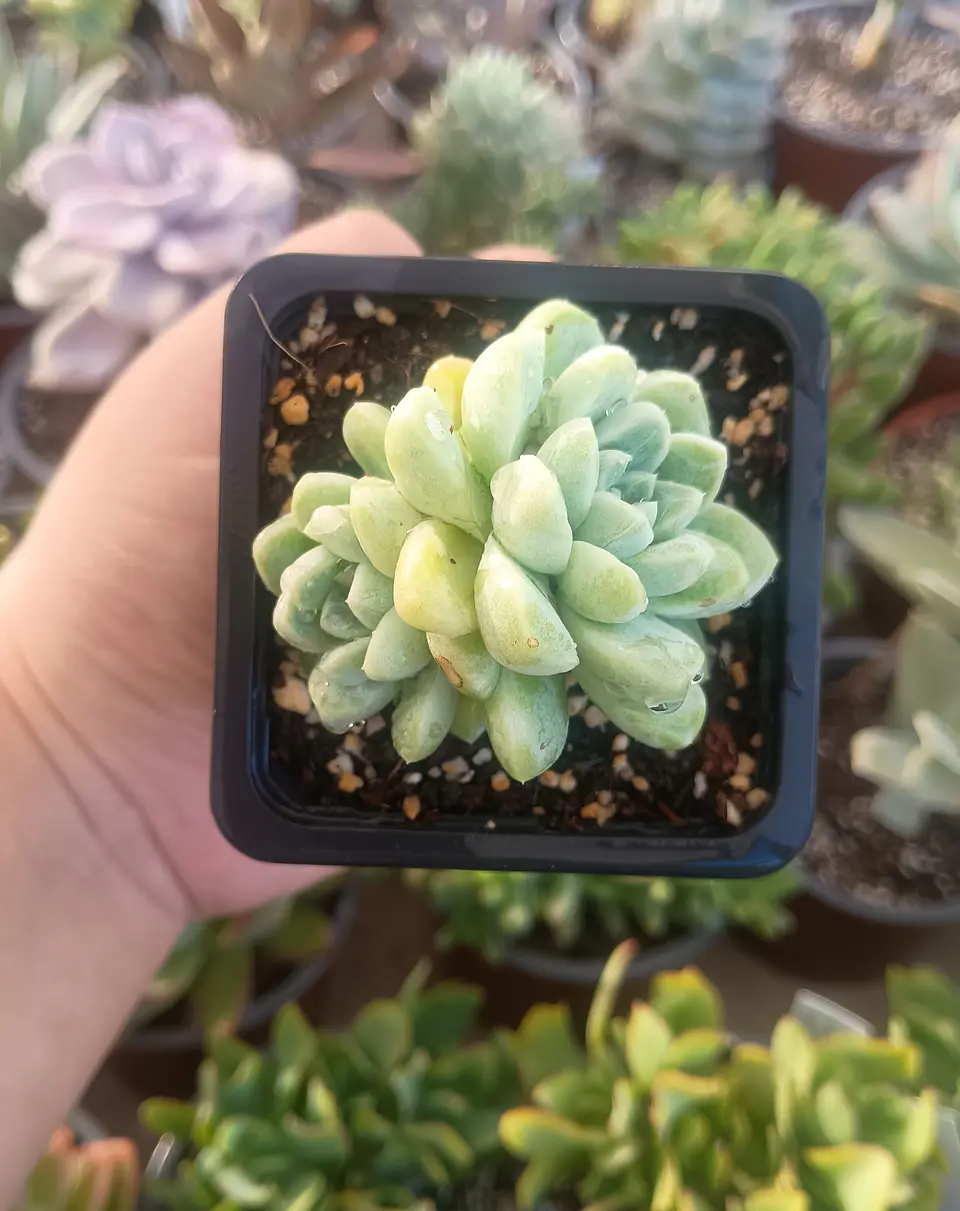 Echeveria Albida doble 1