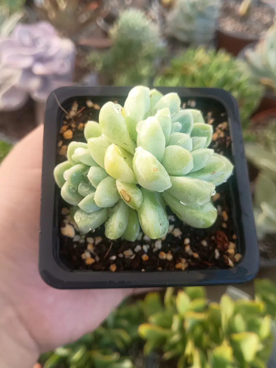 Echeveria Albida doble 2