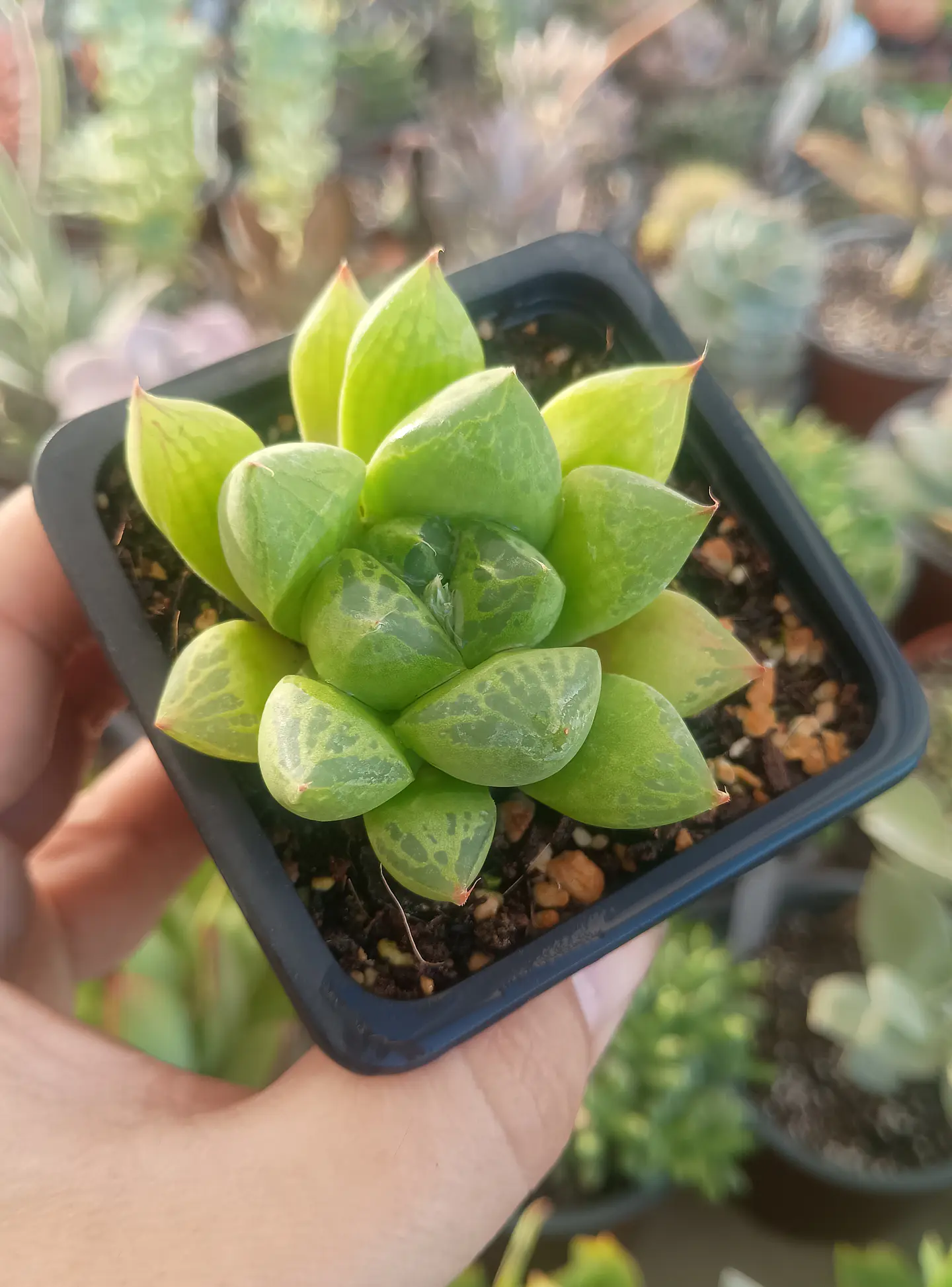 Haworthia Cuspidata 1