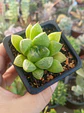 Haworthia Cuspidata - Miniatura 1