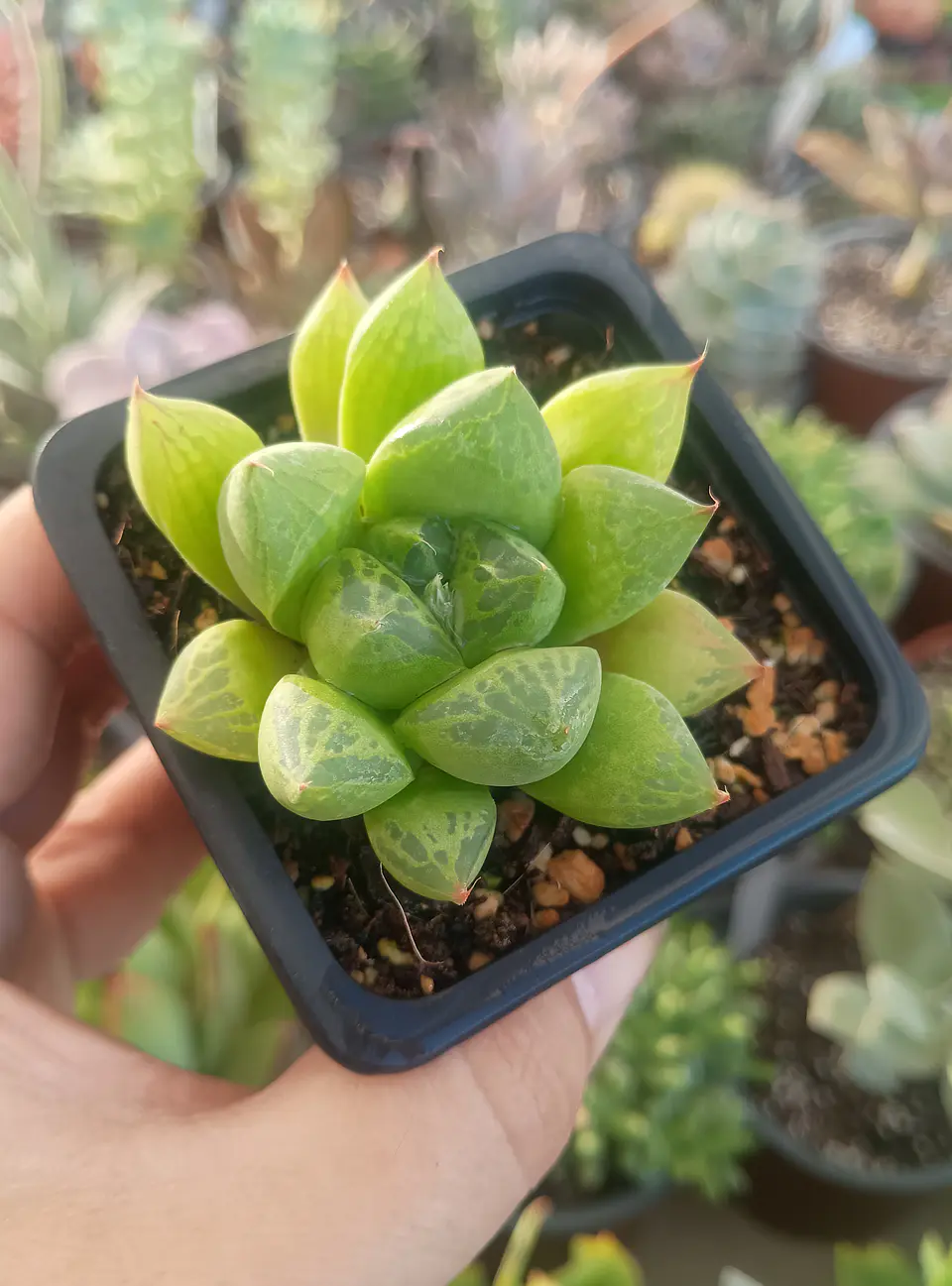 Haworthia Cuspidata 1
