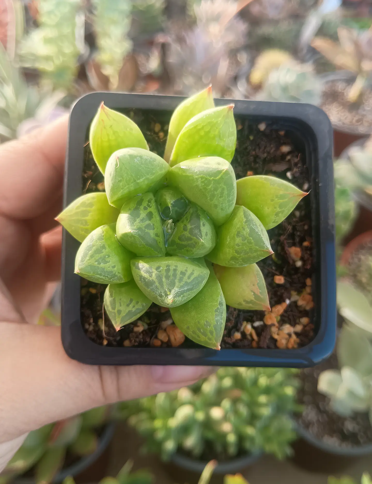 Haworthia Cuspidata 2