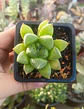 Haworthia Cuspidata - Miniatura 2