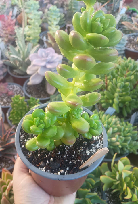 Sedum Lucidum obesum (Planta Madre)