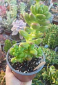 Sedum Lucidum obesum (Planta Madre) - Miniatura 1