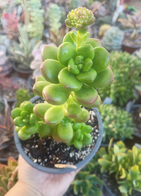 Sedum Lucidum obesum (Planta Madre)