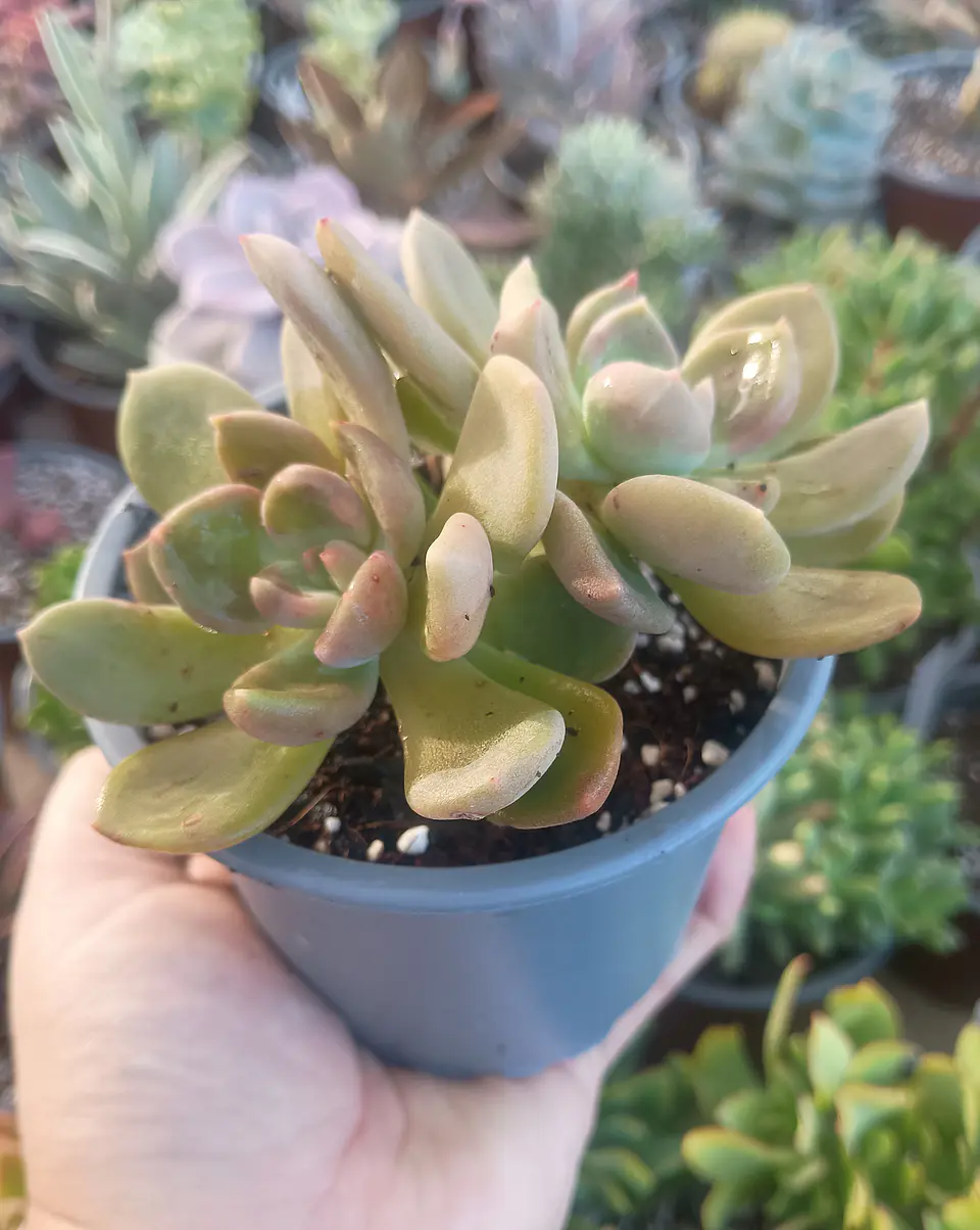 Cremneria Mutabilis doble 1
