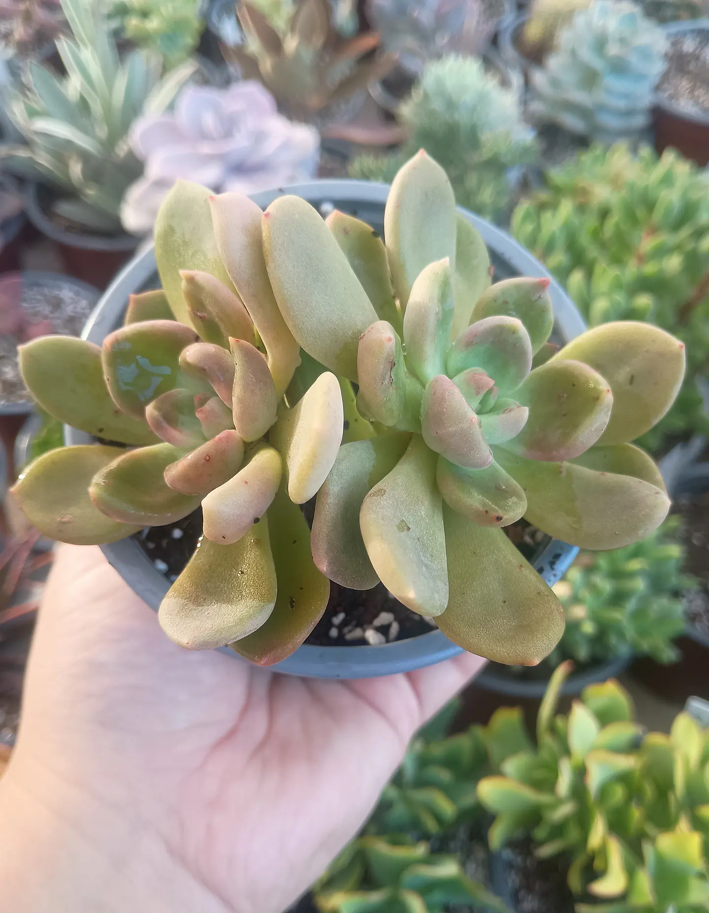 Cremneria Mutabilis doble 2
