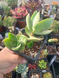 Crassula Lactea doble - Miniatura 1
