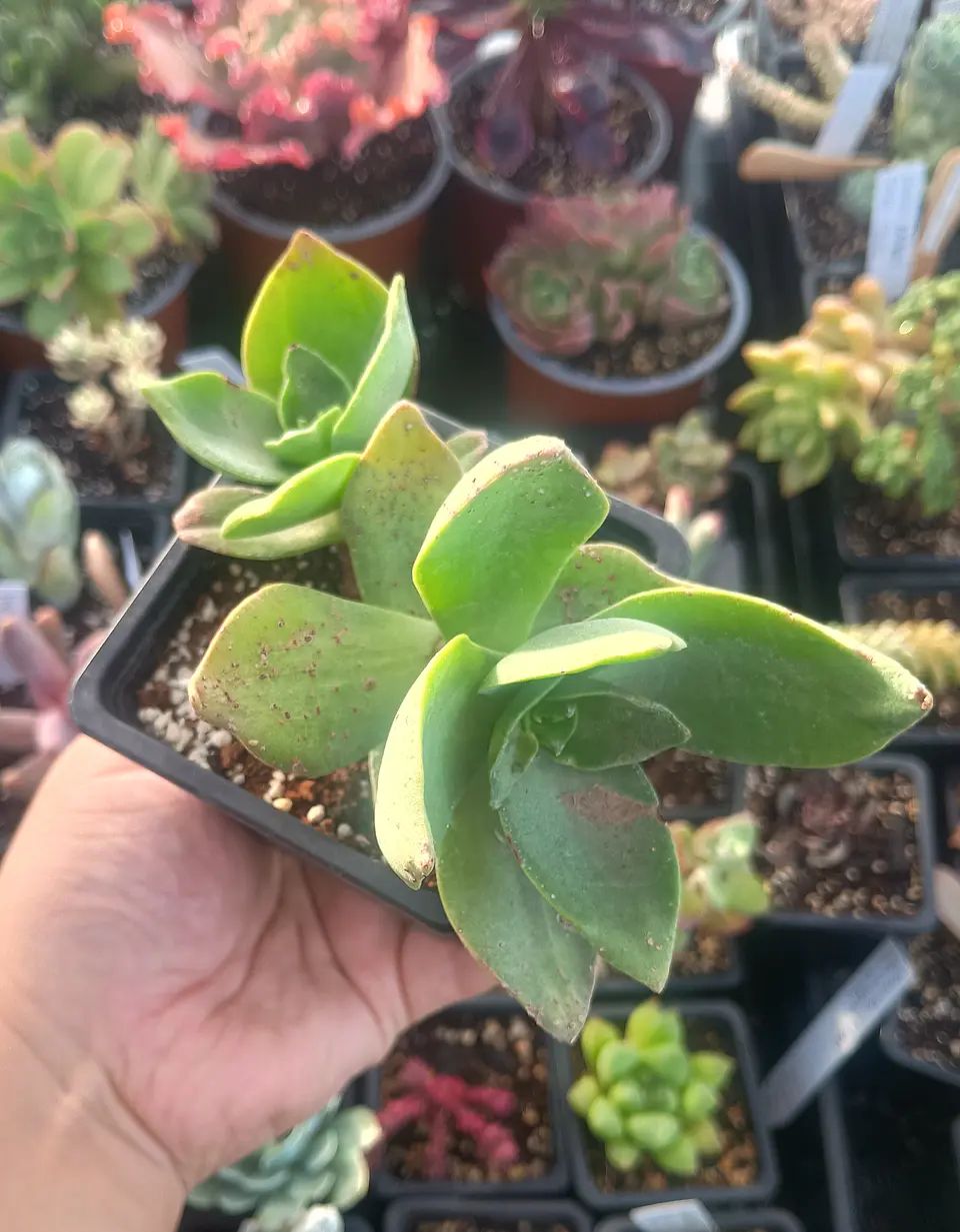 Crassula Lactea doble 2