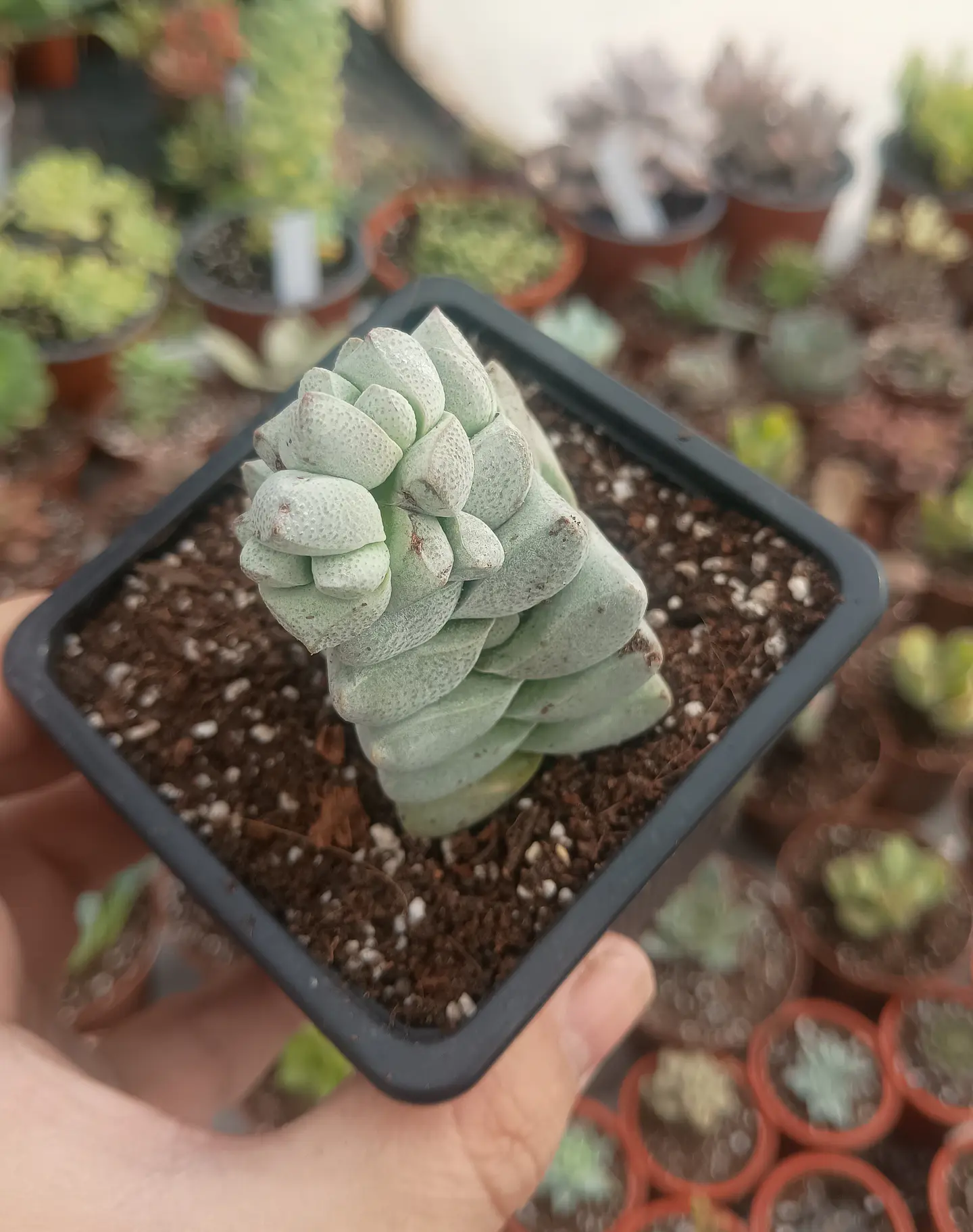 Crassula Deceptor 1