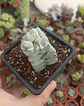 Crassula Deceptor - Miniatura 1