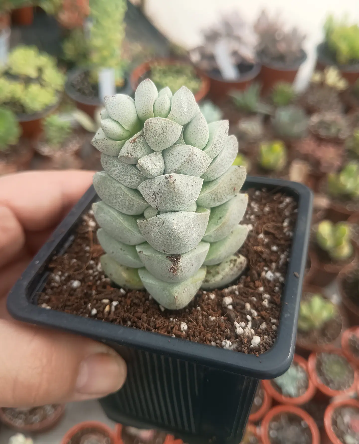 Crassula Deceptor 2