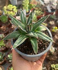 Agave Victoria Reginae - Miniatura 1