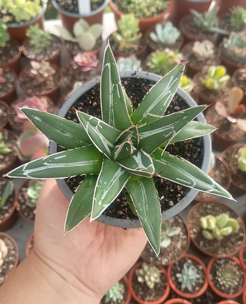 Agave Victoria Reginae