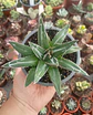 Agave Victoria Reginae - Miniatura 2