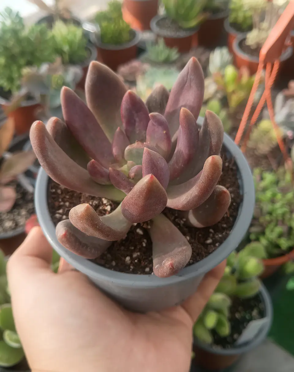 Pachyveria Royal Flush 1